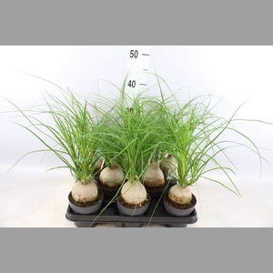 Beaucarnea recurvata