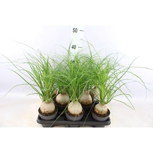 Beaucarnea recurvata