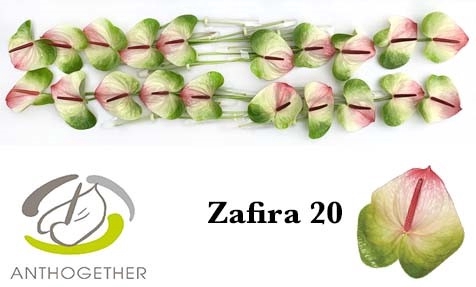 <h4>ANTH A ZAFIRA 20</h4>