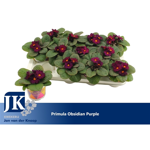 <h4>Primula Purple Winterhard</h4>