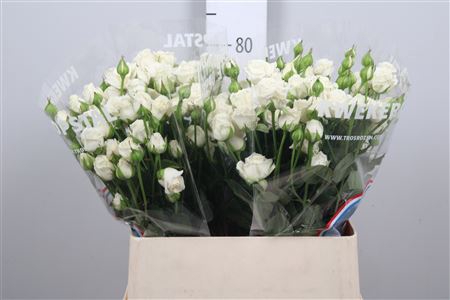 <h4>R Tr White Balloons+</h4>