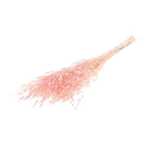 Bunch Avena Salvaje Slv 100g