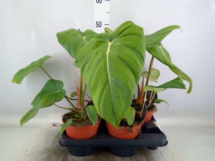 <h4>Philodendron   ...</h4>