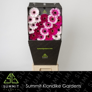Germini Mix Dream Cupid Diamond per kaart