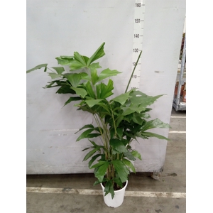 Caryota mitis