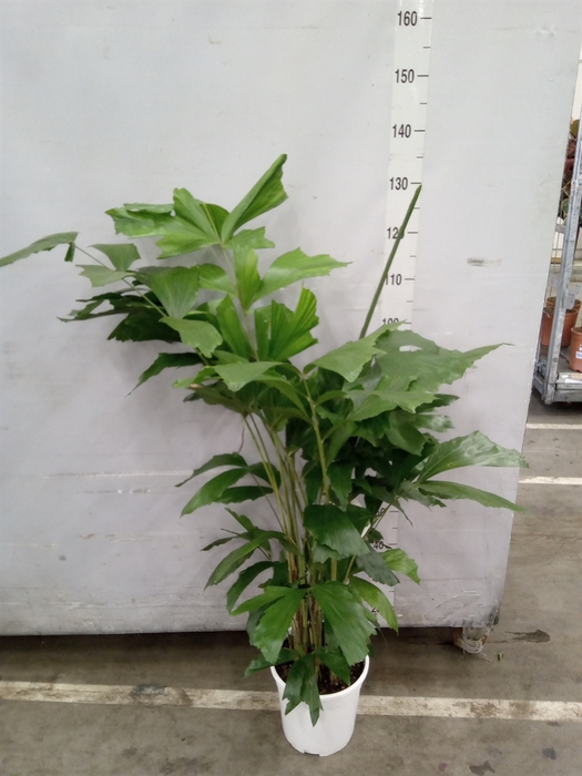 <h4>Caryota mitis</h4>