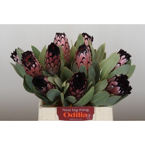 Protea Didi