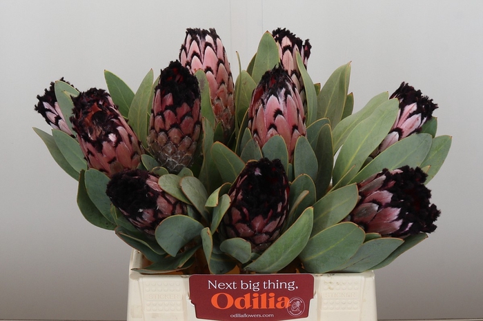 <h4>Protea Didi</h4>