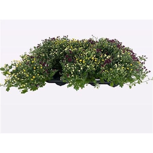 Chrys Gardenmum P12 Carnaval