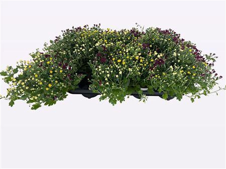 <h4>Chrys Gardenmum P12 Carnaval</h4>