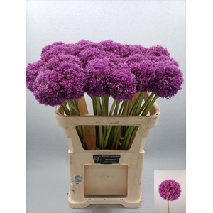 ALLIUM GIGANTEUM