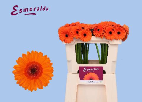 <h4>GE MI BISON</h4>