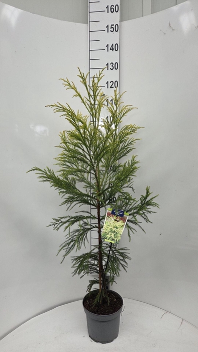 Cryptomeria