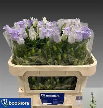 <h4>Camp M Champion Lavendel</h4>