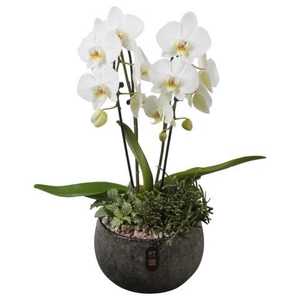 PTIB5350 Arrangement Indoor in keramiek schaal