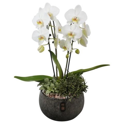 <h4>PTIB5350 Arrangement Indoor in keramiek schaal</h4>