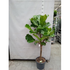 Ficus lyrata