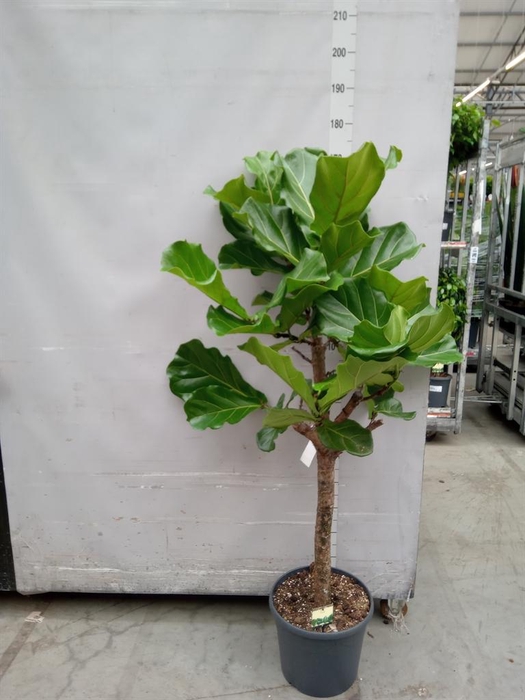 <h4>Ficus lyrata</h4>