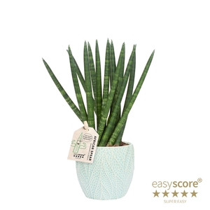 SANSEVIERIA CYLINDRICA P10