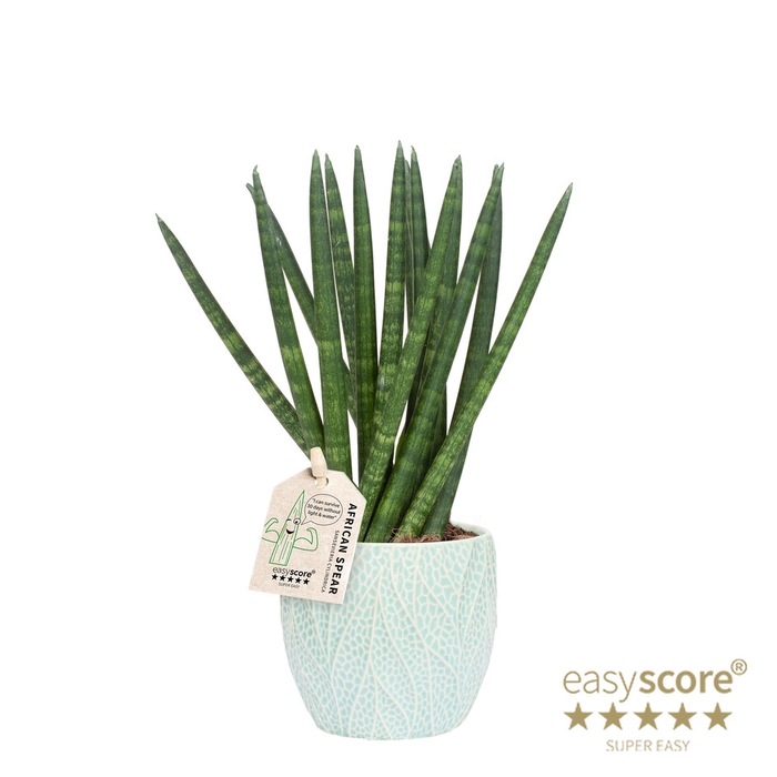 <h4>SANSEVIERIA CYLINDRICA P10</h4>