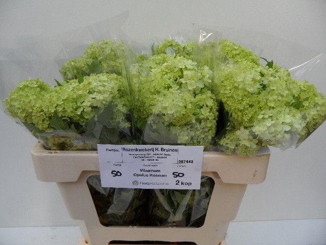 <h4>VIBURNUM ROSEUM ST</h4>