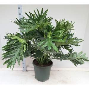 Philodendron   ...