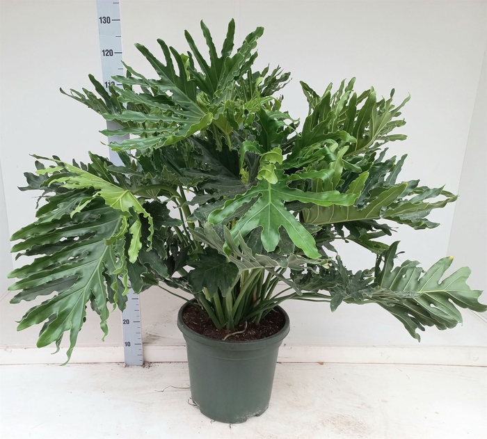 <h4>Philodendron   ...</h4>