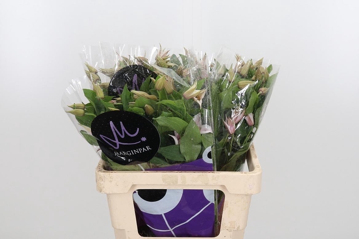 <h4>Clem Amazing Kansas</h4>