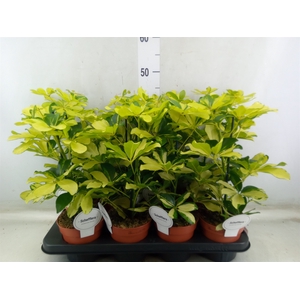 Schefflera arbor. 'Melanie'