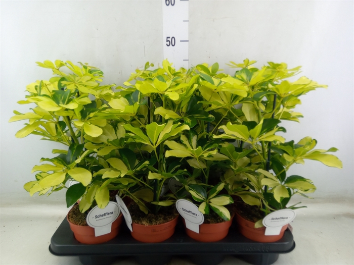 <h4>Schefflera arbor. 'Melanie'</h4>