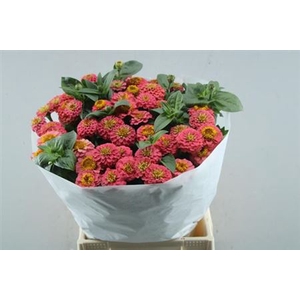 Zinnia Lill Rose