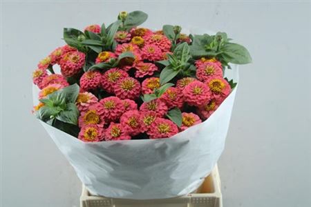 Zinnia Lill Rose