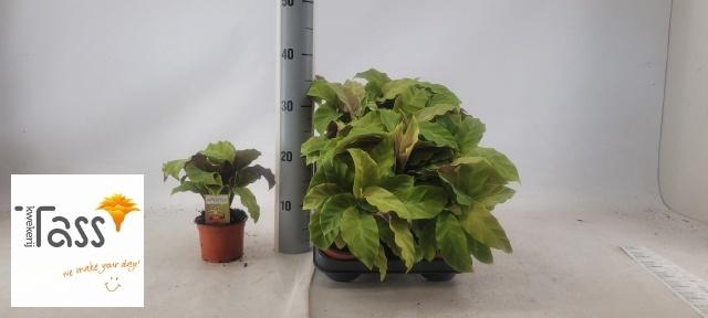 <h4>CALAT FUSION YELLOW</h4>