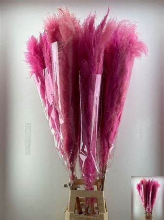 Cortaderia Dadang X L Cerise