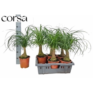 BEAUCARNEA RECUR