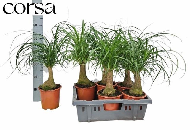 <h4>BEAUCARNEA RECUR</h4>