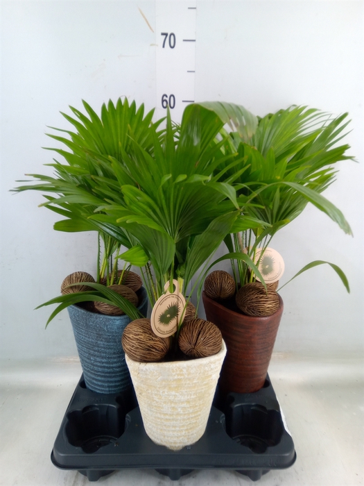 <h4>Livistona rotundifolia</h4>