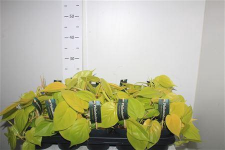 <h4>Phil Scandens Micans</h4>