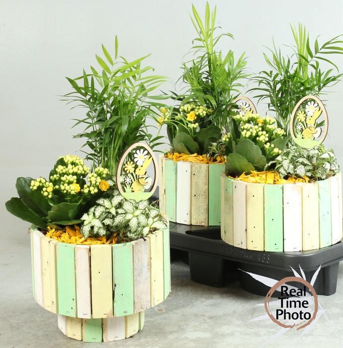 <h4>ARR KAMERPL</h4>