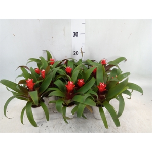 Guzmania  'Priscilla'