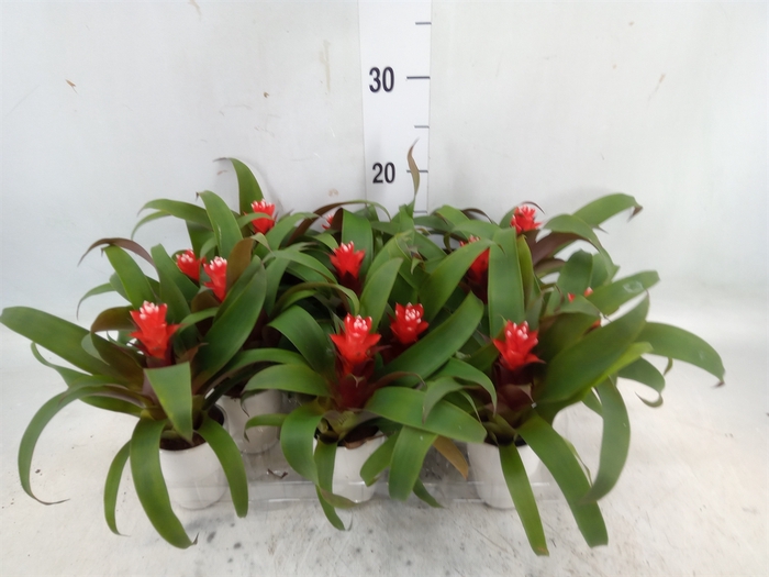 <h4>Guzmania  'Priscilla'</h4>