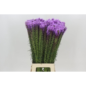 Liatris Spicata