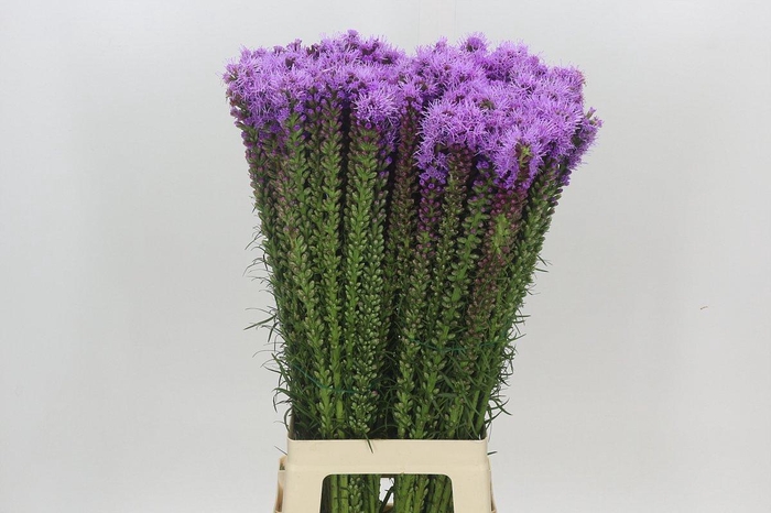 <h4>Liatris Spicata</h4>