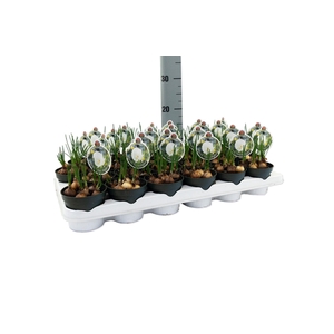 Narcis White Petticoat