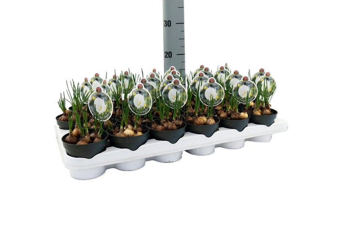 <h4>Narcis White Petticoat</h4>