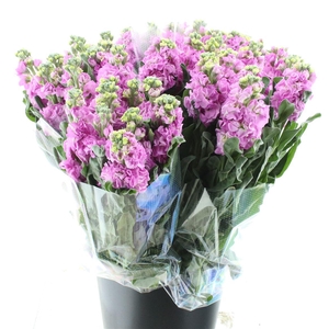 Matth Incana Iron Rose Pink Super