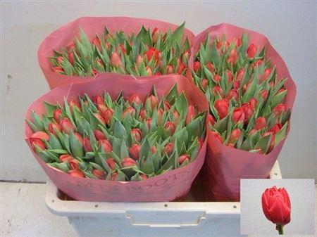 <h4>Tu Du Largo</h4>