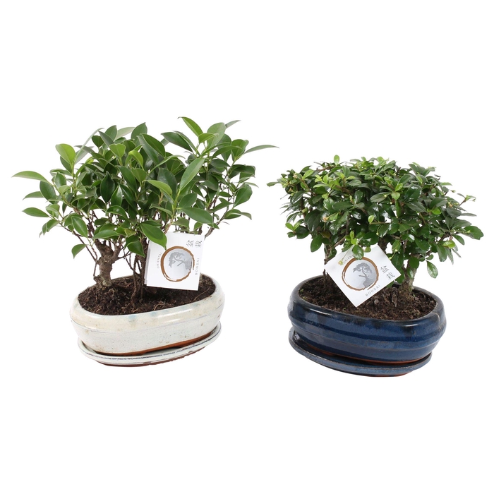 <h4>Bonsai Mixed Forest in ø21cm Ceramic with Saucer</h4>