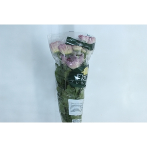 ANASTASIA BODA 080 CM