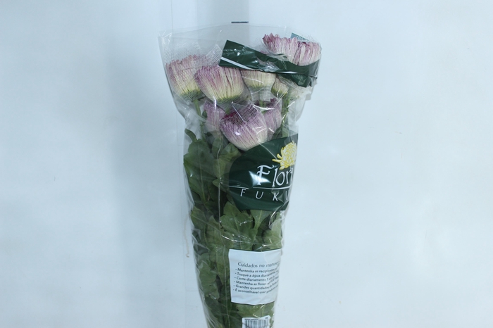 <h4>ANASTASIA BODA 080 CM</h4>